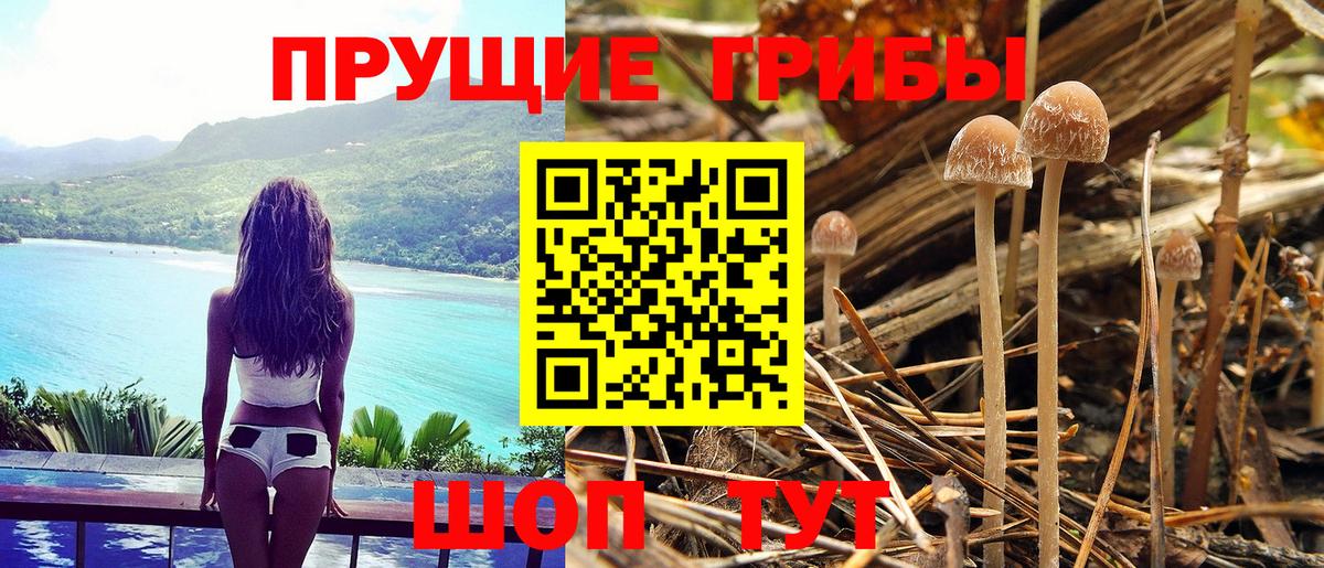 Батайск  Галлюциногенные грибы Cubensis  купить наркоту  Псилоцибиновые грибы Psilocybe  Вход с VPN 